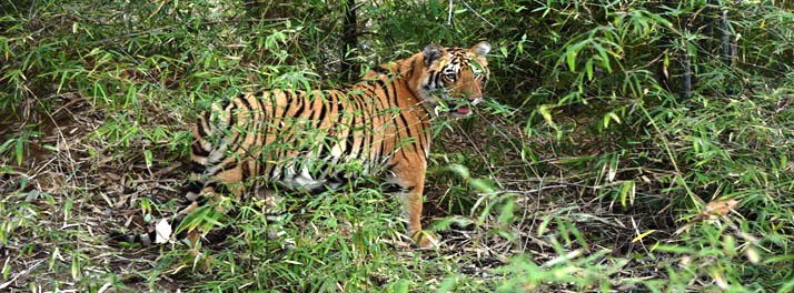 1487/Tadoba Tiger Valley Resort - Tadoba 09.jpg